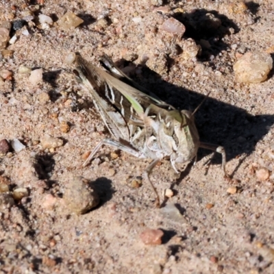 Oedaleus australis (Australian Oedaleus) at Pambula Beach, NSW - 27 Dec 2022 by KylieWaldon