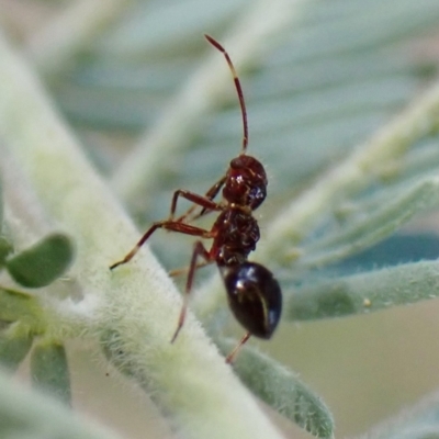 Rhyparochromidae (family) (Seed bug) at Aranda Bushland - 31 Dec 2022 by CathB