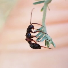 Rhyparochromidae (family) at Molonglo Valley, ACT - 31 Dec 2022