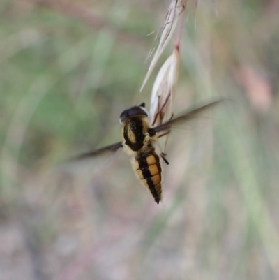 Trichophthalma sp. (genus) (Tangle-vein fly) at Aranda Bushland - 31 Dec 2022 by CathB