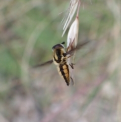 Trichophthalma sp. (genus) at Molonglo Valley, ACT - 31 Dec 2022