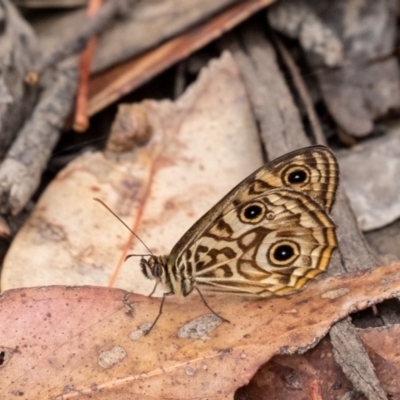 Geitoneura acantha (Ringed Xenica) at Penrose, NSW - 31 Dec 2022 by Aussiegall