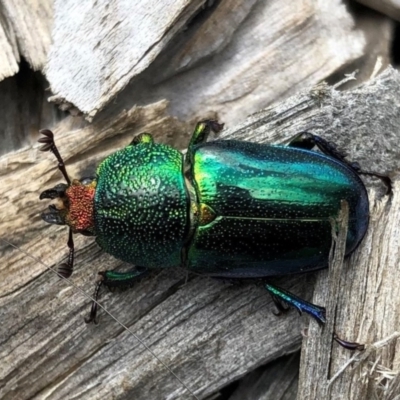 Lamprima aurata (Golden stag beetle) at Macquarie, ACT - 1 Jan 2023 by CathB