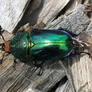 Lamprima aurata at Macquarie, ACT - 2 Jan 2023