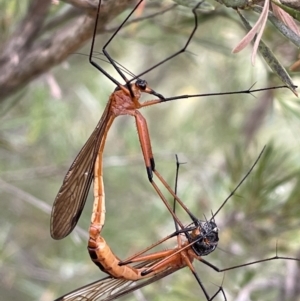 Harpobittacus australis at Jerrabomberra, NSW - 2 Jan 2023