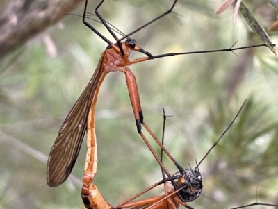 Harpobittacus australis (Hangingfly) at Jerrabomberra, NSW - 2 Jan 2023 by Mavis