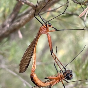 Harpobittacus australis at Jerrabomberra, NSW - suppressed