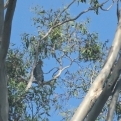 Callocephalon fimbriatum (Gang-gang Cockatoo) at Garran, ACT - 1 Jan 2023 by stofbrew