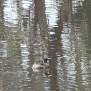 Tachybaptus novaehollandiae at Forde, ACT - 2 Jan 2023