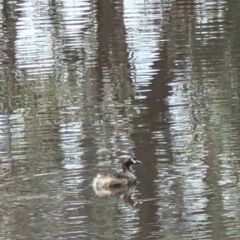 Tachybaptus novaehollandiae at Forde, ACT - 2 Jan 2023