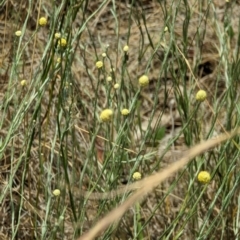 Calocephalus citreus (Lemon Beauty Heads) at Throsby, ACT - 2 Jan 2023 by stofbrew