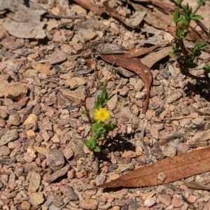 Hypericum gramineum at Forde, ACT - 2 Jan 2023