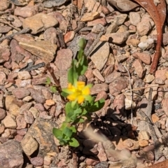 Hypericum gramineum at Forde, ACT - 2 Jan 2023