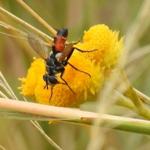 Cylindromyia sp. (genus) at Kambah, ACT - suppressed