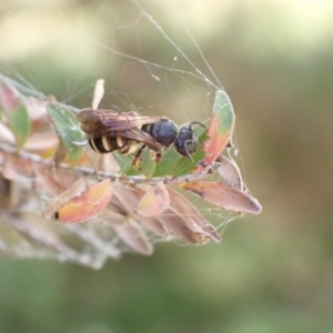 Lasioglossum (Chilalictus) bicingulatum at Murrumbateman, NSW - 2 Jan 2023