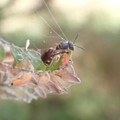 Lasioglossum (Chilalictus) bicingulatum at Murrumbateman, NSW - 2 Jan 2023 12:45 PM