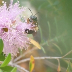 Lasioglossum (Chilalictus) bicingulatum at Murrumbateman, NSW - 2 Jan 2023 12:45 PM