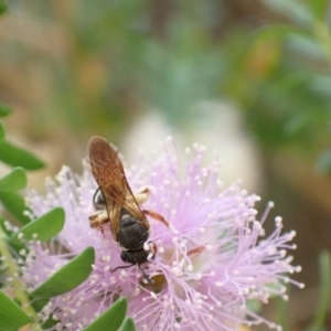 Lasioglossum (Chilalictus) bicingulatum at Murrumbateman, NSW - 2 Jan 2023