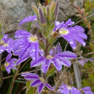 Scaevola aemula (Common Fan-flower) at Boolijah, NSW - 30 Nov 2022 by RobG1