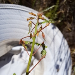 Grona varians at Watson, ACT - 2 Jan 2023 10:04 AM