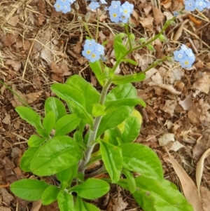 Myosotis laxa subsp. caespitosa at Weston, ACT - suppressed