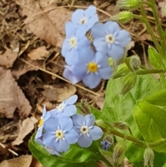 Myosotis laxa subsp. caespitosa at Weston, ACT - 2 Jan 2023