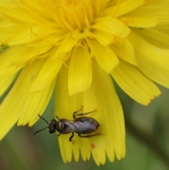 Lasioglossum (Homalictus) sphecodoides (Furrow Bee) at Murrumbateman, NSW - 1 Jan 2023 by SimoneC