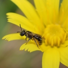 Lasioglossum (Homalictus) sphecodoides at Murrumbateman, NSW - 1 Jan 2023