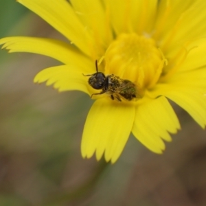 Lasioglossum (Homalictus) sphecodoides at Murrumbateman, NSW - 1 Jan 2023 01:14 PM