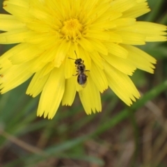 Lasioglossum (Homalictus) sphecodoides at Murrumbateman, NSW - 1 Jan 2023