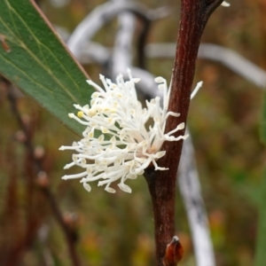 Hakea dactyloides at Sassafras, NSW - suppressed