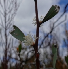 Hakea dactyloides at Sassafras, NSW - suppressed