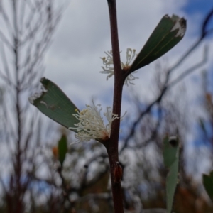 Hakea dactyloides at Sassafras, NSW - suppressed