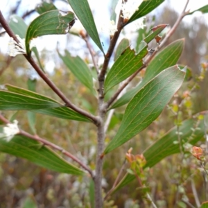 Hakea dactyloides at Sassafras, NSW - suppressed