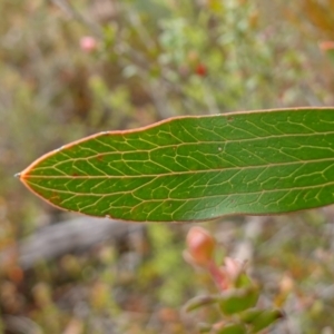 Hakea dactyloides at Sassafras, NSW - suppressed