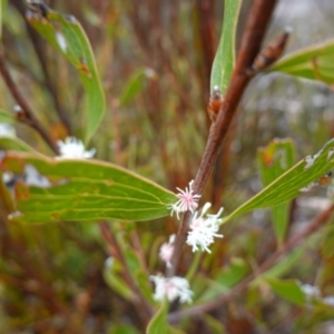 Hakea dactyloides at Sassafras, NSW - suppressed