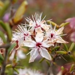 Calytrix tetragona (Common Fringe-myrtle) at Sassafras, NSW - 3 Nov 2022 by RobG1