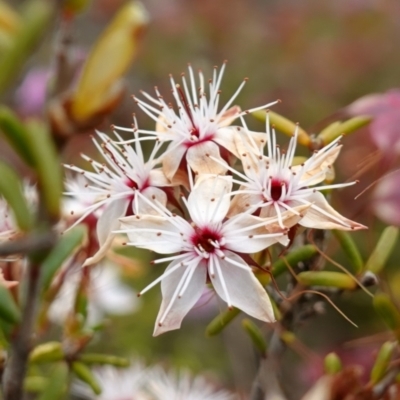 Calytrix tetragona (Common Fringe-myrtle) at Sassafras, NSW - 3 Nov 2022 by RobG1