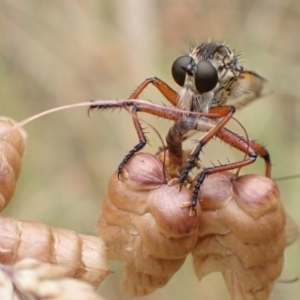 Zosteria sp. (genus) at Murrumbateman, NSW - 1 Jan 2023