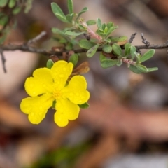 Hibbertia obtusifolia (Grey Guinea-flower) at Long Point Lookout (Morton National Park) - 1 Jan 2023 by Aussiegall