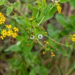 Senecio velleioides (Forest Groundsel) at Tallong, NSW - 31 Dec 2022 by Aussiegall