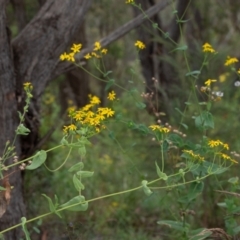 Lordhowea velleioides at Tallong, NSW - 1 Jan 2023