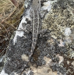 Amphibolurus muricatus (Jacky Lizard) at Kowen, ACT - 2 Jan 2023 by FeralGhostbat