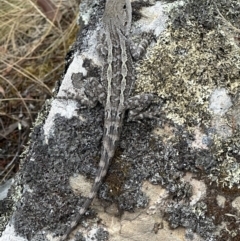 Amphibolurus muricatus (Jacky Lizard) at Kowen, ACT - 2 Jan 2023 by Bugologist