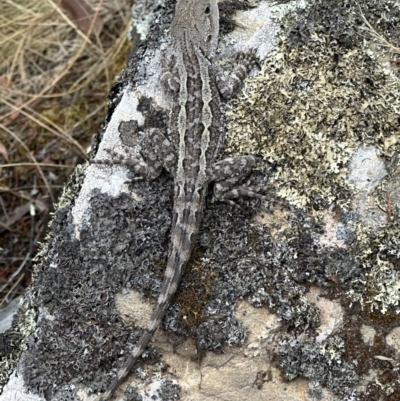 Amphibolurus muricatus (Jacky Lizard) at Kowen, ACT - 2 Jan 2023 by FeralGhostbat