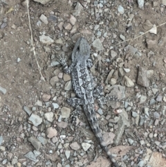 Amphibolurus muricatus at Kowen, ACT - 2 Jan 2023 05:24 PM