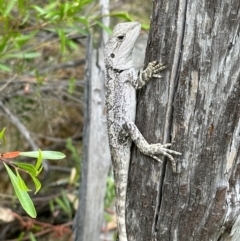 Amphibolurus muricatus at Kowen, ACT - 2 Jan 2023 05:24 PM