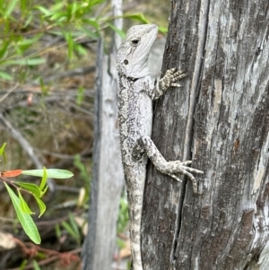Amphibolurus muricatus at Kowen, ACT - 2 Jan 2023 05:24 PM