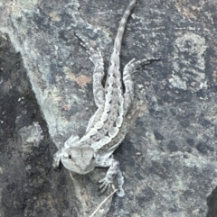 Amphibolurus muricatus at Kowen, ACT - 2 Jan 2023 05:24 PM