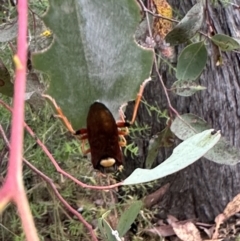 Perga dorsalis at Carwoola, NSW - 2 Jan 2023